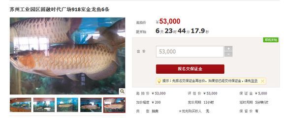 怎確定觀賞金龍魚心片證書真假（如何辨別龍魚品牌真偽） 怎確定觀賞金龍魚心片證書真假（如何辨別龍魚品牌真偽） 龍魚百科 第2張