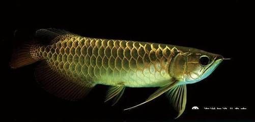 怎確定觀賞金龍魚心片證書真假（如何辨別龍魚品牌真偽） 怎確定觀賞金龍魚心片證書真假（如何辨別龍魚品牌真偽） 龍魚百科 第5張