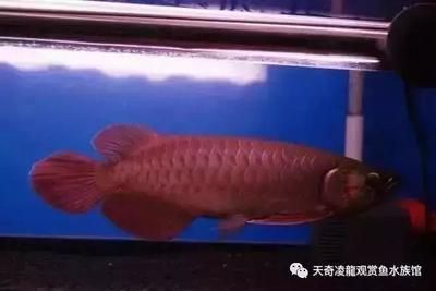 哪種龍魚比較貴（你知道哪些比較貴的龍魚品種？）