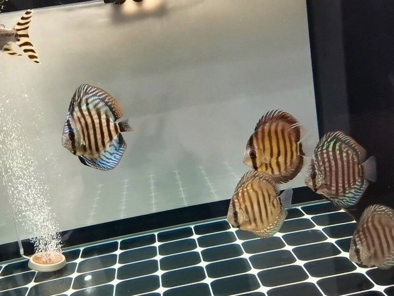 龍魚和七彩能混養嗎 龍魚和七彩能混養嗎 龍魚百科 第5張