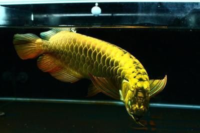 金龍魚養幾年發色達到頂峰（金龍魚發色達到頂峰狀態所需時間）