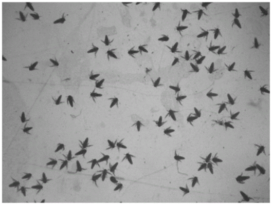 有沒有冷水龍魚：冷水龍魚真的存在嗎？如何正確飼養？