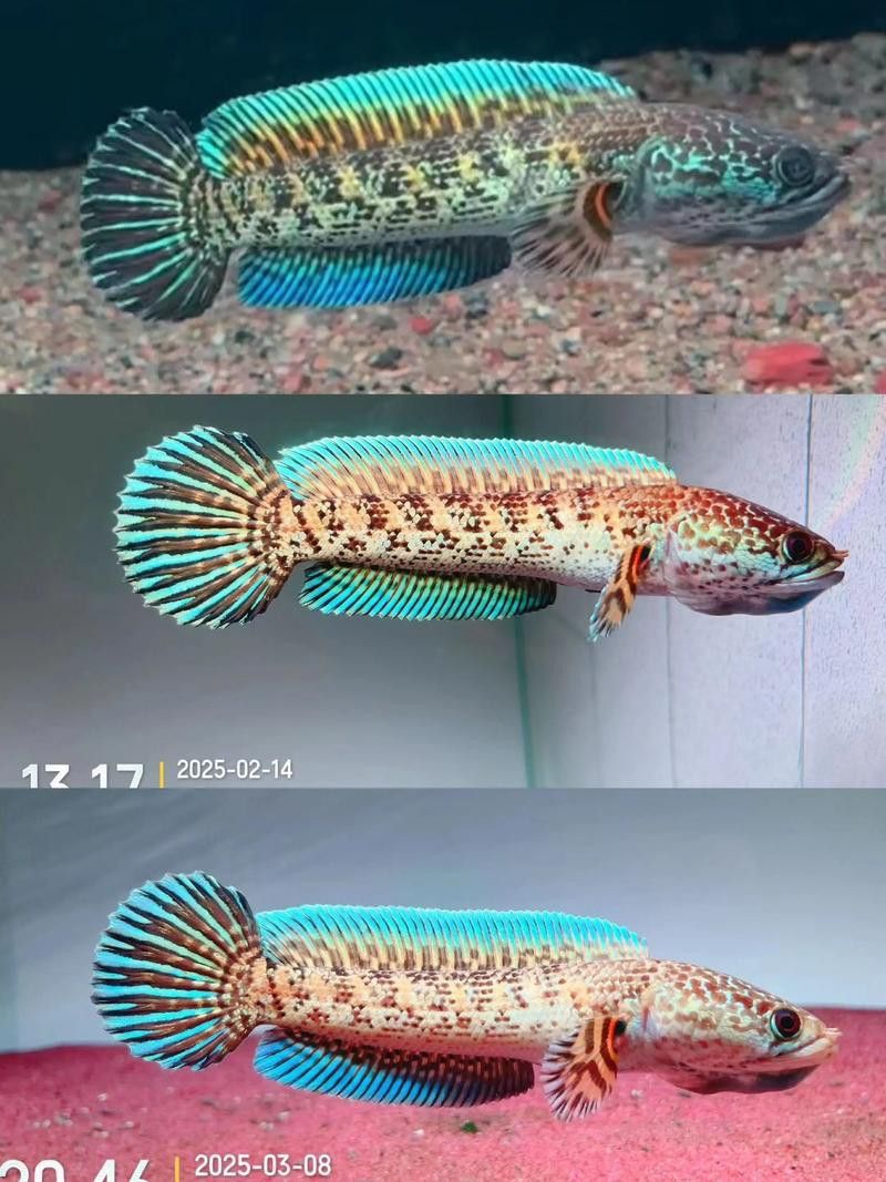 金色雷龍魚多少錢一條圖片
