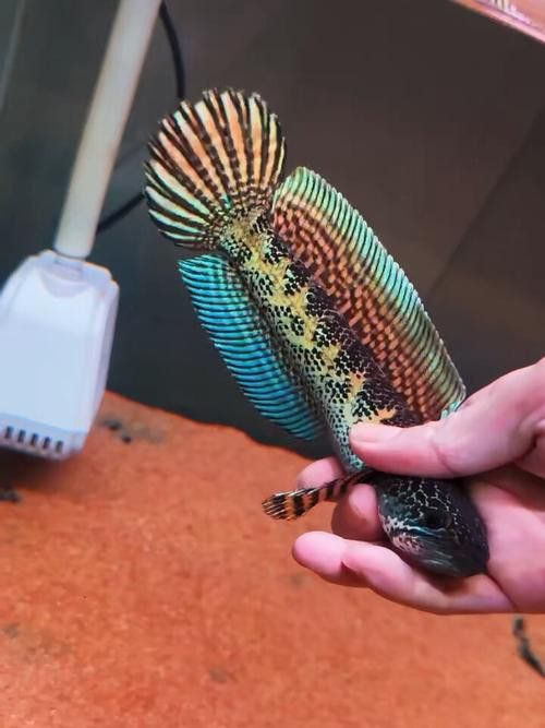 金色雷龍魚多少錢一條圖片