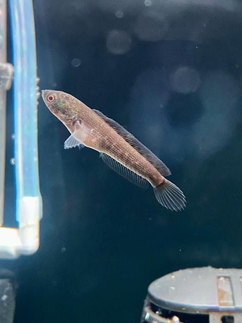 金色雷龍魚多少錢一條圖片