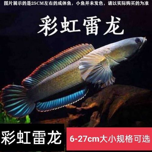 金色雷龍魚多少錢一條圖片