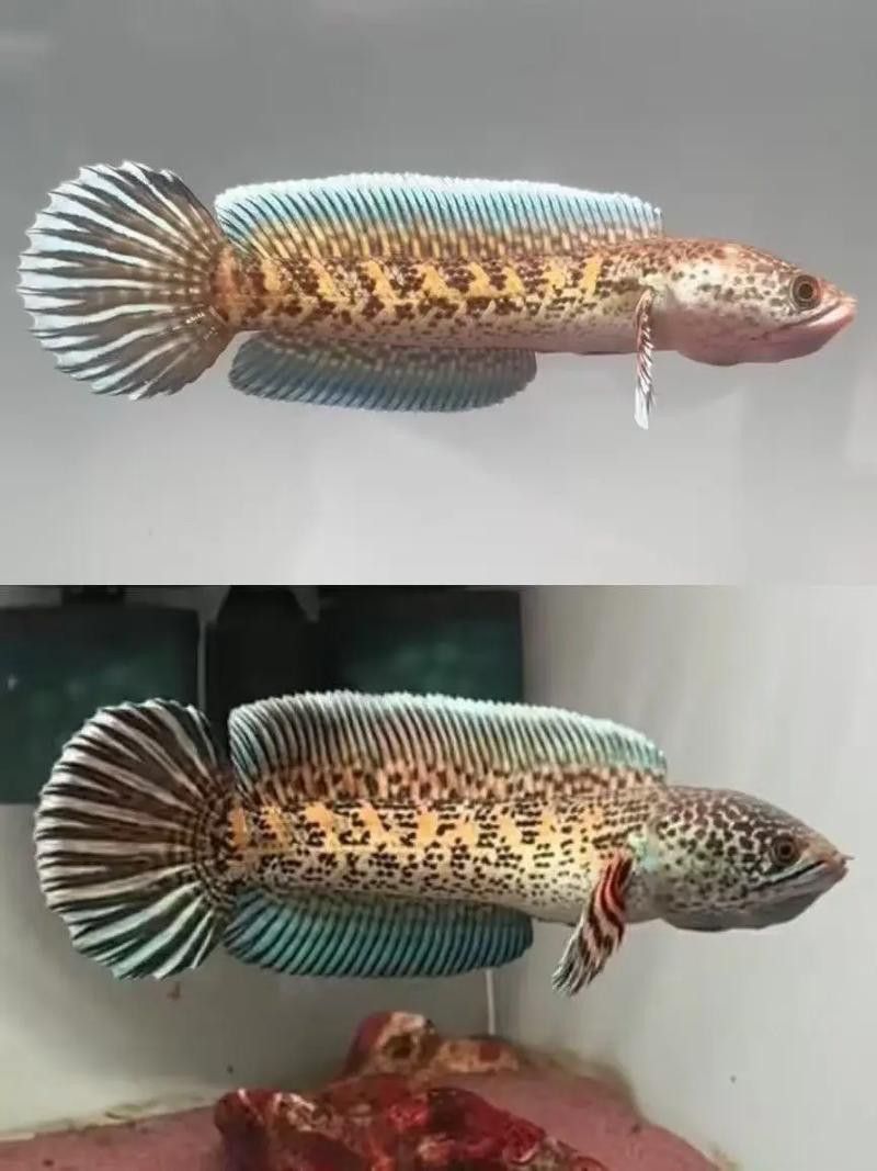 金色雷龍魚多少錢一條圖片