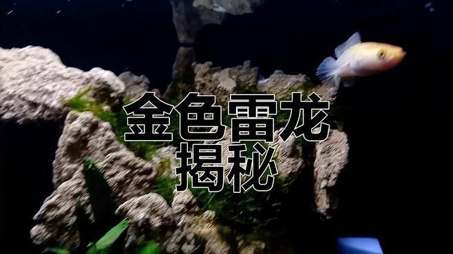 金色雷龍魚多少錢一條圖片