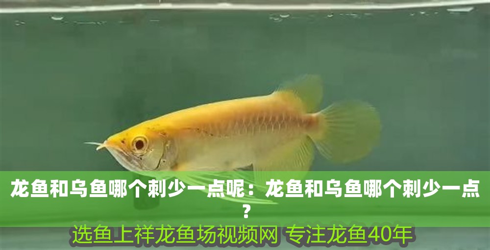 龍魚和烏魚哪個刺少一點呢：龍魚和烏魚哪個刺少一點？