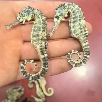 海龍的市場價格是多少？