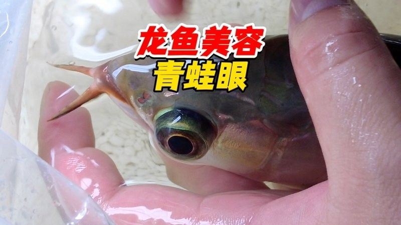 龍魚掉尾怎么治療