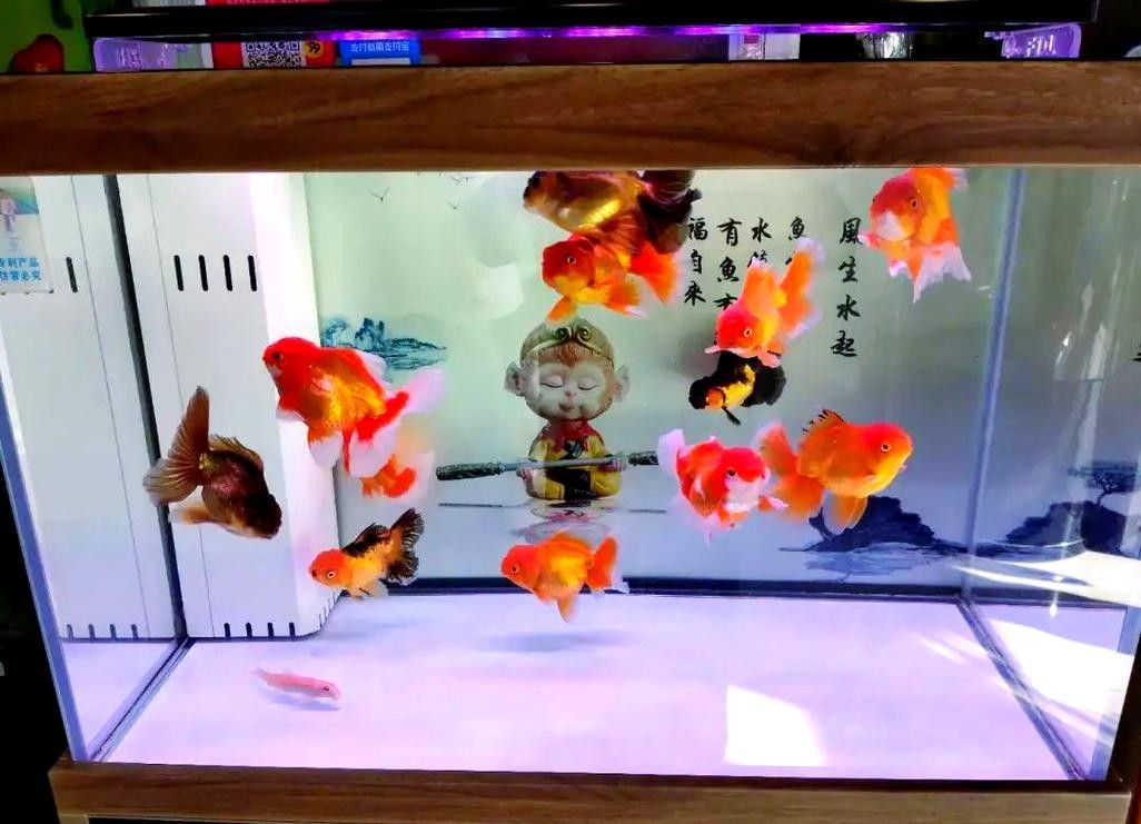 雷龍魚和金魚哪個好養(yǎng)活