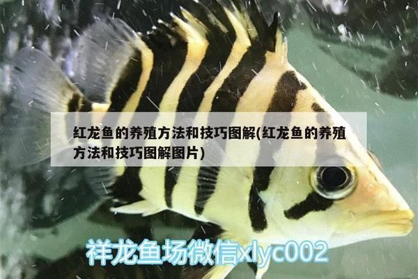 合肥紅龍魚，合肥紅龍魚養殖技術分享合肥紅龍魚養殖技術分享