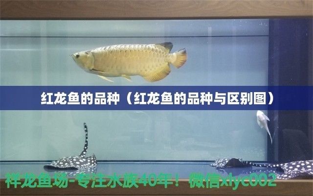 合肥紅龍魚，合肥紅龍魚養殖技術分享合肥紅龍魚養殖技術分享
