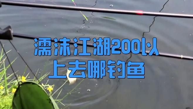 濡沫江湖銀龍魚在哪買 濡沫江湖銀龍魚在哪買 龍魚百科 第2張