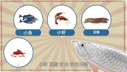 銀龍魚換水注意事項(xiàng)：給銀龍魚換水時(shí)需要注意的幾點(diǎn)建議：確保水溫適宜