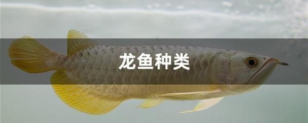 星點(diǎn)龍魚日常飲食指南：星點(diǎn)龍魚飲食搭配技巧星點(diǎn)龍魚活餌安全處理方法