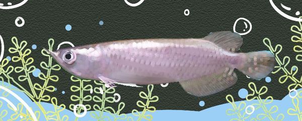 星點(diǎn)龍魚日常飲食指南：星點(diǎn)龍魚飲食搭配技巧星點(diǎn)龍魚活餌安全處理方法