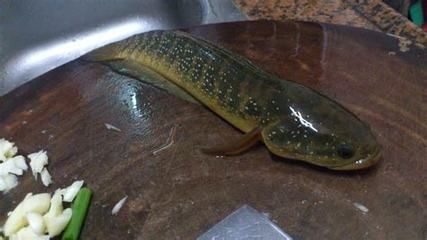星點(diǎn)龍魚日常飲食指南：星點(diǎn)龍魚飲食搭配技巧星點(diǎn)龍魚活餌安全處理方法
