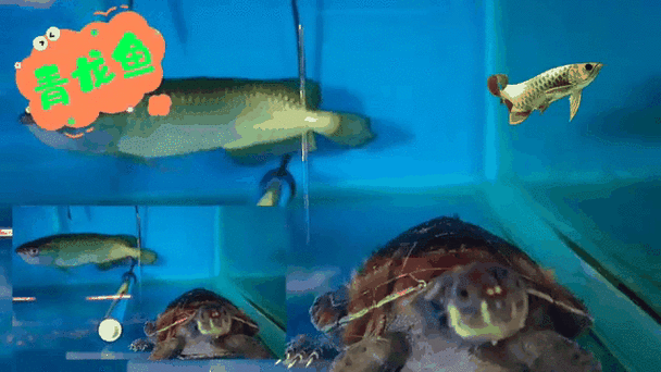 青龍魚和紅龍魚的區(qū)別圖片視頻