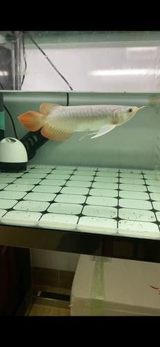 青龍魚和紅龍魚的區(qū)別圖片視頻