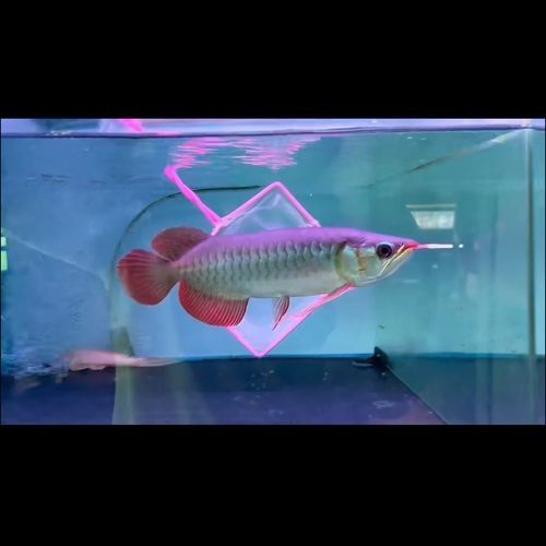 青龍魚和紅龍魚的區(qū)別圖片視頻