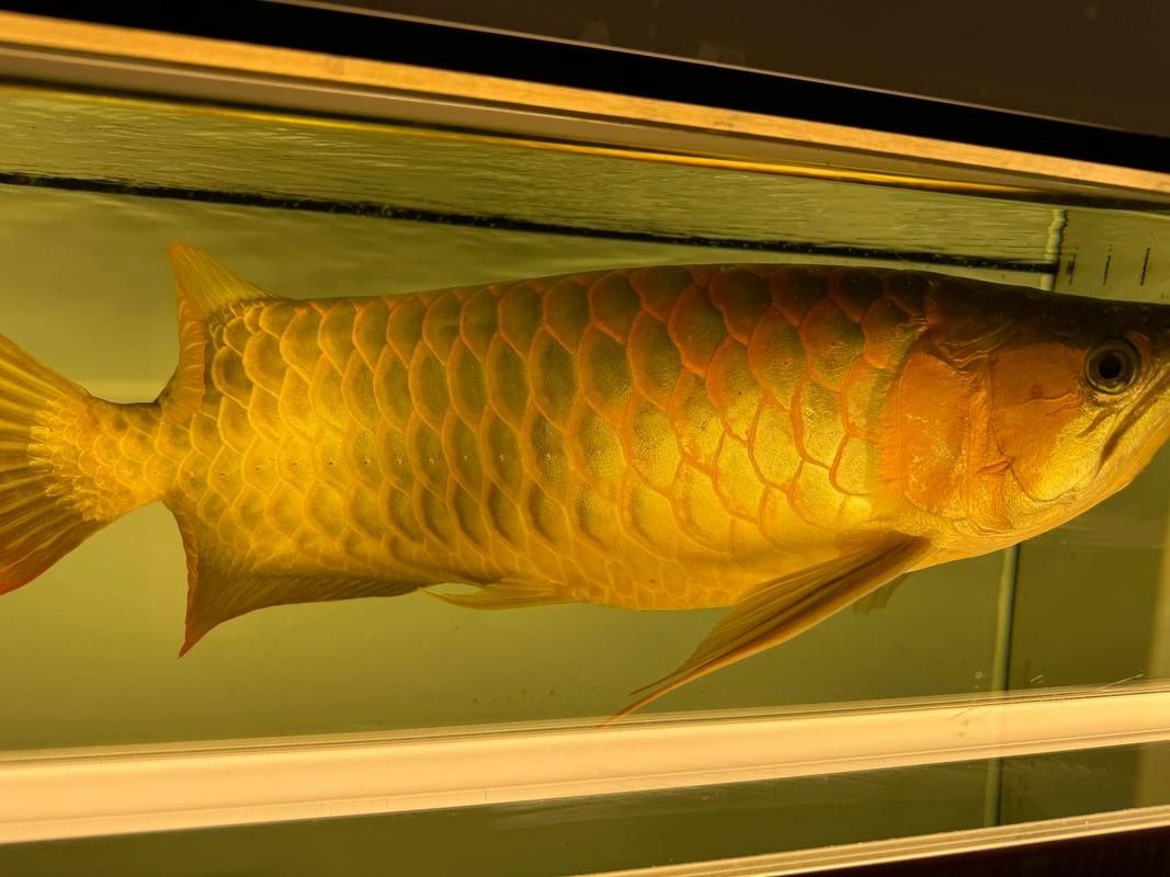 青龍魚和紅龍魚的區(qū)別圖片視頻