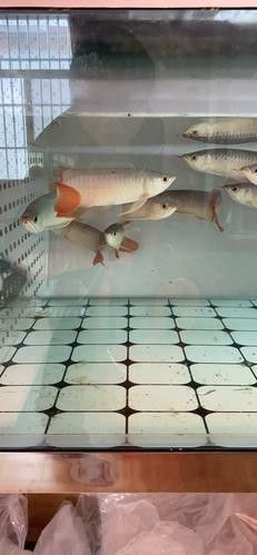青龍魚和紅龍魚的區(qū)別圖片視頻