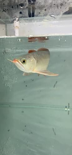 青龍魚和紅龍魚的區(qū)別圖片視頻