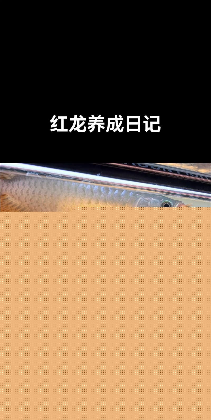 青龍魚和紅龍魚的區(qū)別圖片視頻