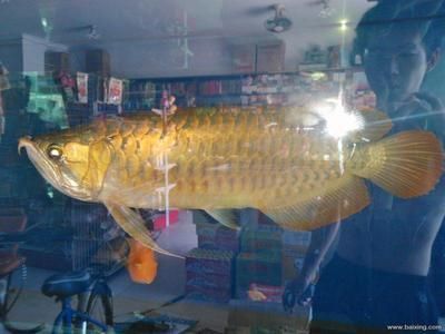 金龍魚中的極品：金龍魚中的品牌品牌屬于哪個國家 金龍魚中的極品：金龍魚中的品牌品牌屬于哪個國家 龍魚百科 第3張
