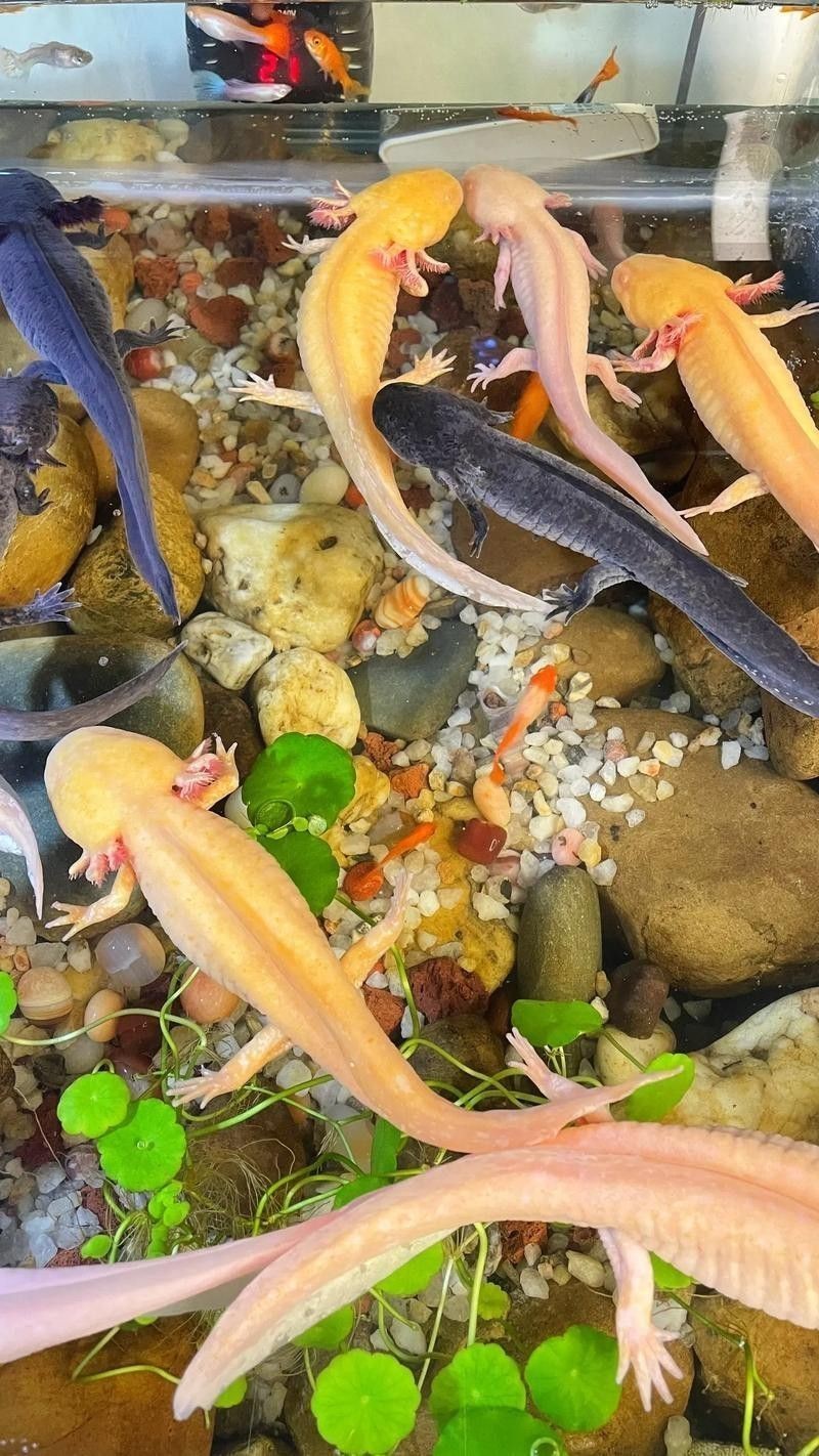 恐龍魚有哪些品種圖片及價格