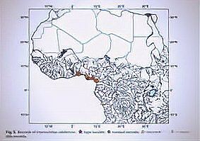 恐龍魚有哪些品種圖片及價格