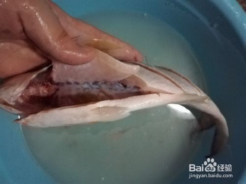 龍魚怎么蒸:清蒸龍魚怎么做? 龍魚百科 第1張 龍魚怎么蒸:清蒸龍魚怎么做? 龍魚怎么蒸:清蒸龍魚怎么做? 龍魚百科 第1張