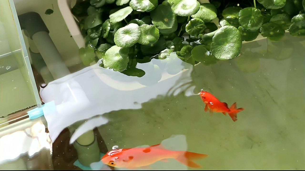 金魚日常護理要點