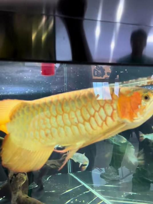 鳳凰紅龍魚的價(jià)格是多少？