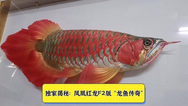 鳳凰紅龍魚的價(jià)格是多少？