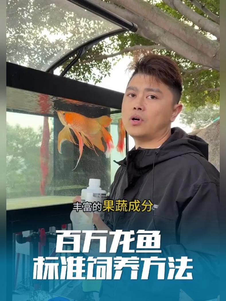 鳳凰紅龍魚的價(jià)格是多少？