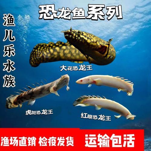 虎斑恐龍魚視頻教程大全圖片欣賞 虎斑恐龍魚視頻教程大全圖片欣賞 龍魚百科 第10張