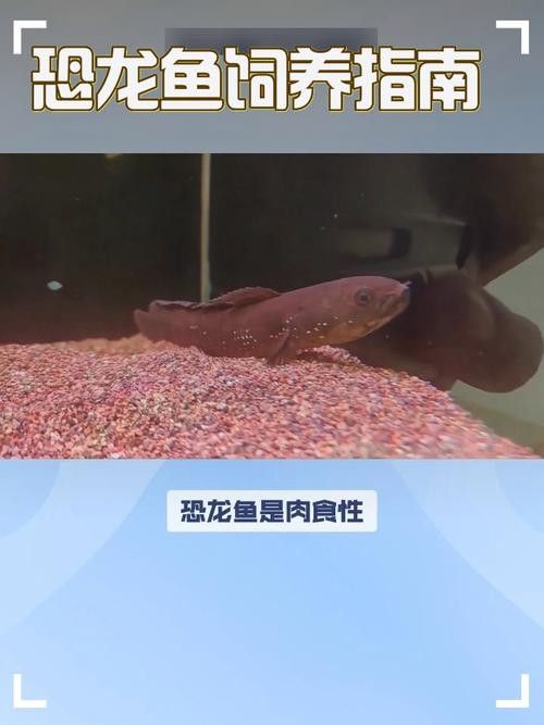 虎斑恐龍魚視頻教程大全圖片欣賞 虎斑恐龍魚視頻教程大全圖片欣賞 龍魚百科 第22張