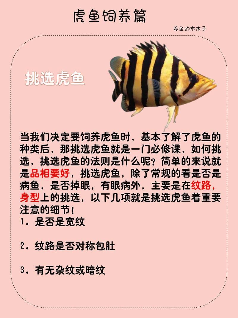 虎斑恐龍魚視頻教程大全圖片欣賞 虎斑恐龍魚視頻教程大全圖片欣賞 龍魚百科 第20張