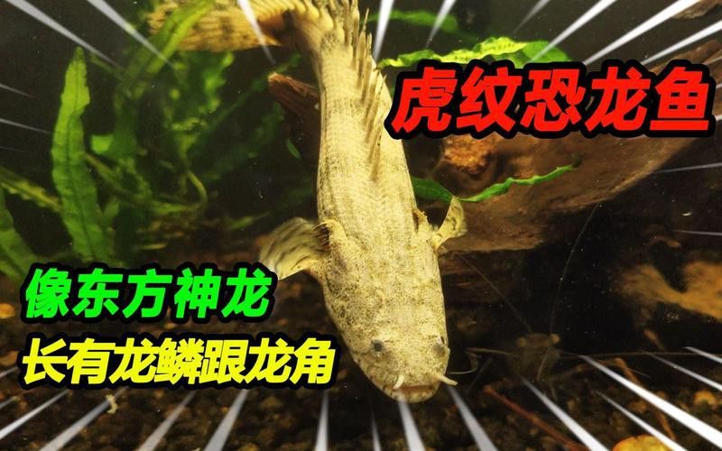 虎斑恐龍魚視頻教程大全圖片欣賞 虎斑恐龍魚視頻教程大全圖片欣賞 龍魚百科 第25張