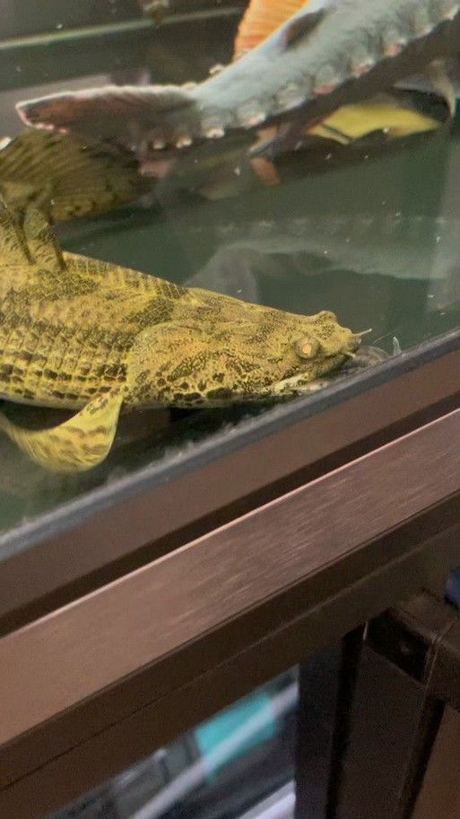 虎斑恐龍魚視頻教程大全圖片欣賞 虎斑恐龍魚視頻教程大全圖片欣賞 龍魚百科 第39張