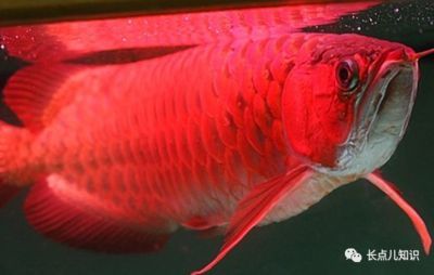 紅龍魚排行榜第幾：紅龍魚在淡水觀賞魚中占據了什么地位？