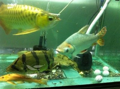 金龍魚一缸可以養幾條：金龍魚一缸可以養幾條金龍魚一缸可以養幾條