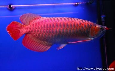 龍魚一般能長多大：關于龍魚的生長尺寸的詳細信息