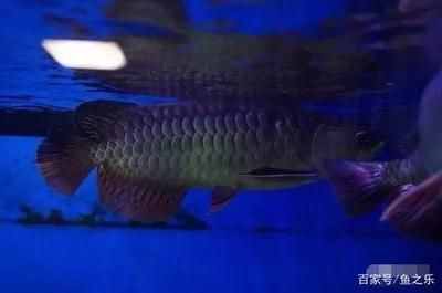 龍魚一般能長多大：關于龍魚的生長尺寸的詳細信息