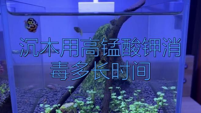 龍魚缸沉木消毒用哪種方法最好
