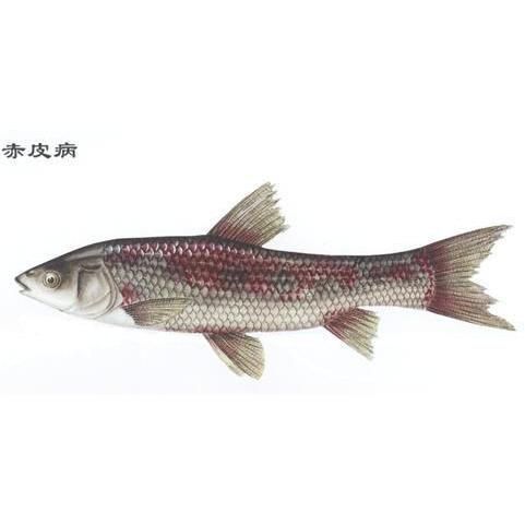 魚身上發(fā)紅是什么病