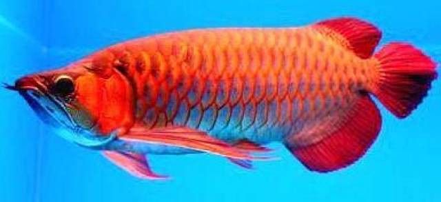 養金龍魚有什么講究嗎圖片